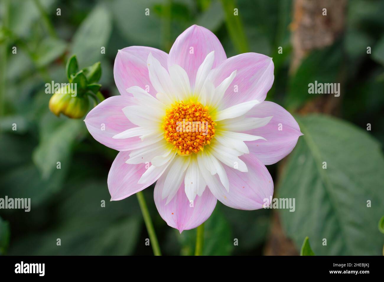 Dahlia Teesbrooke Audrey, eine Collarette Dahlia, die im September blüht. VEREINIGTES KÖNIGREICH Stockfoto