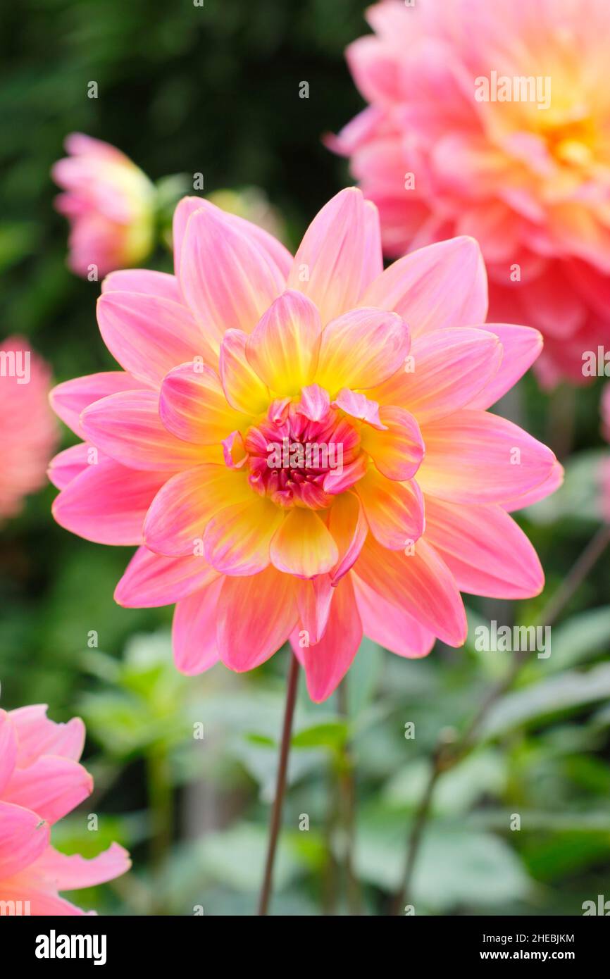 Dahlia 'Ken’s Rarität', eine wasserlilienartige Dahlie mit zweifarbigen rosa und gelben Blütenblättern.UK Stockfoto