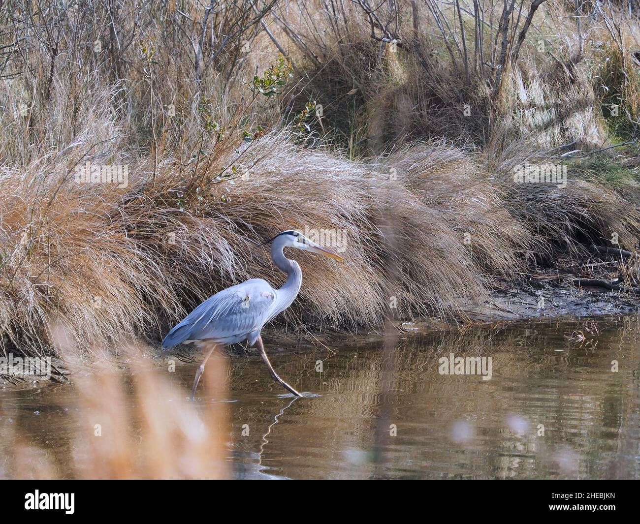 Ganzkörperprofil des Blue Heron, der auf einer Sumpfkante steht Stockfoto