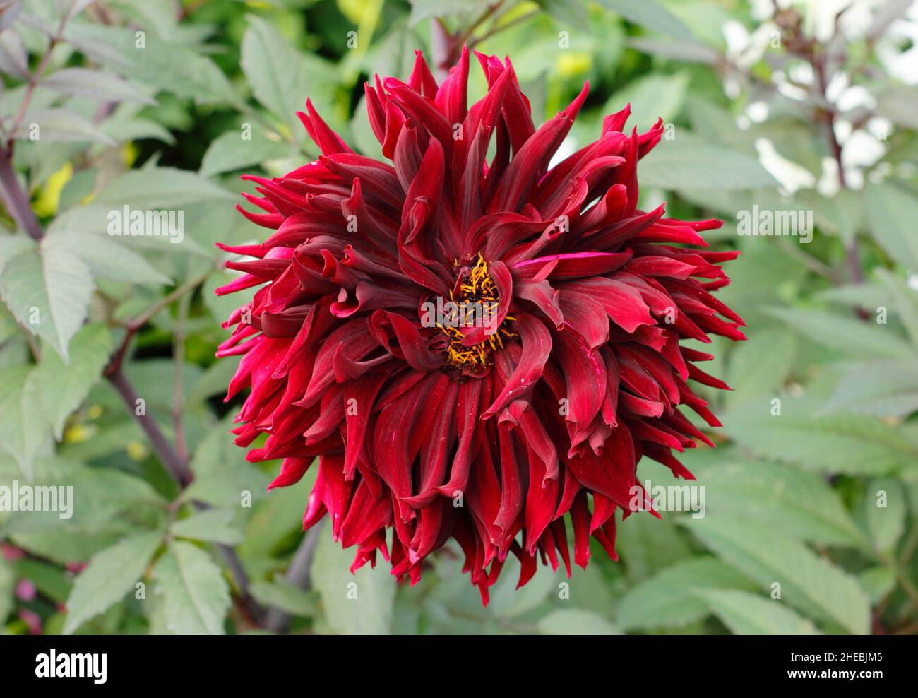Dahlia 'Black Jack', große tiefrote Halbkaktus-Dahlie im Septembergarten. VEREINIGTES KÖNIGREICH Stockfoto