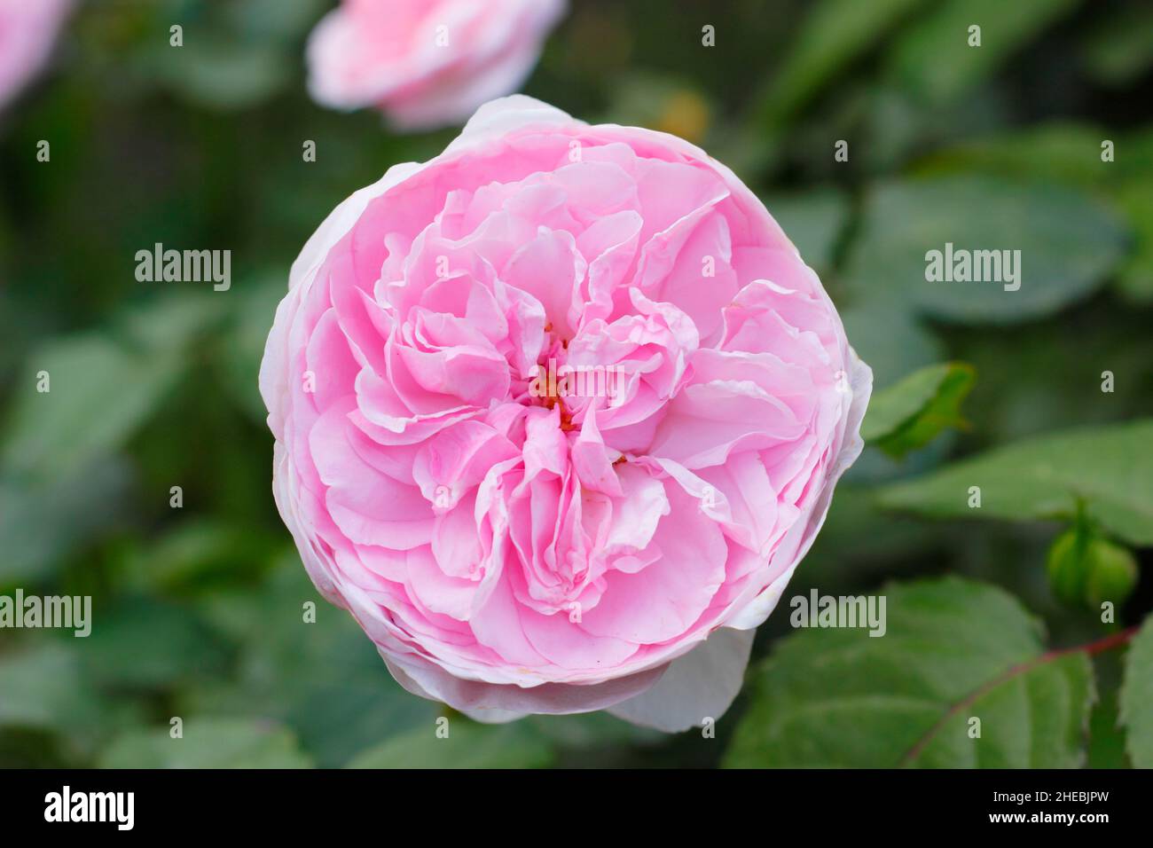 Rosa 'Olivia Rose Auston', englische Strauchrose, gezüchtet von David Austin, blüht in einer Spätsommergrenze.UK Stockfoto