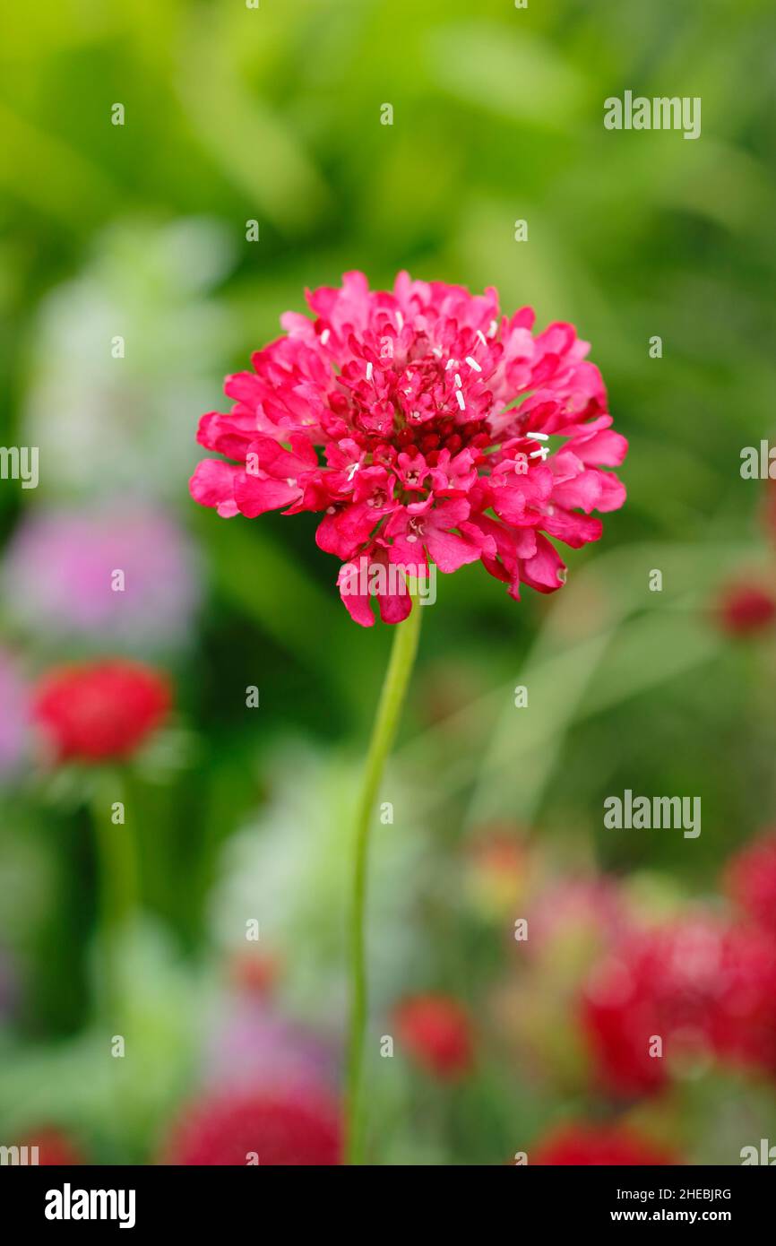 Scabiosa atropurpurea ‘Burgundy Beau’ blüht im Spätsommer. VEREINIGTES KÖNIGREICH Stockfoto