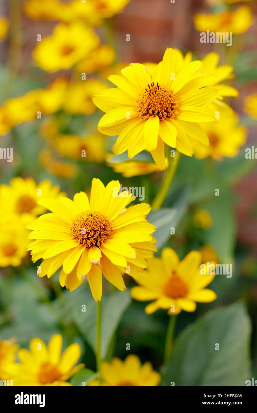 Falsche Sonnenblume „Sommersonne“. Heliopsis helianthoides var scabra 'Sommersonne' in einem Septembergarten. VEREINIGTES KÖNIGREICH Stockfoto