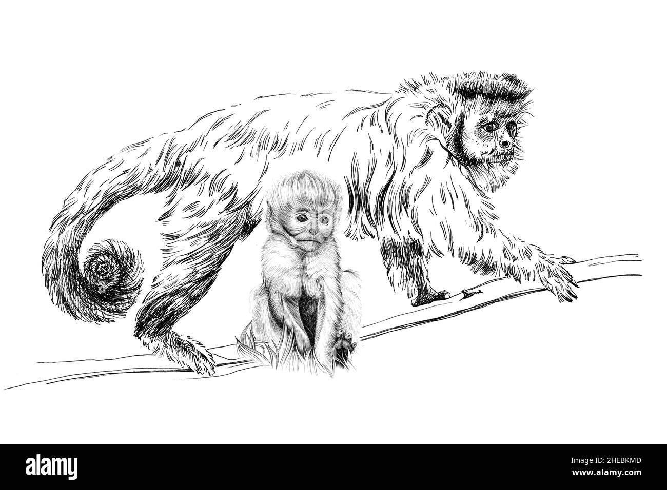 Handgezeichneter Baby- und adulter Affe, Skizzengrafiken monochrome Illustration auf weißem Hintergrund (Originale, keine Zeichnung) Stockfoto