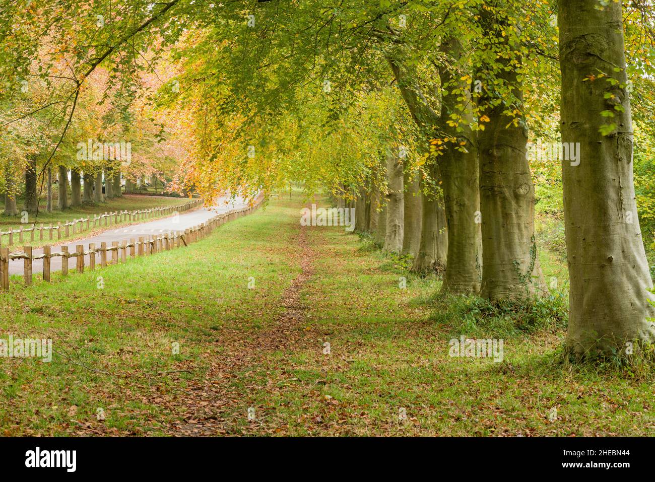 Herbstfarben bei Leigh Woods, North Somerset, England. Stockfoto