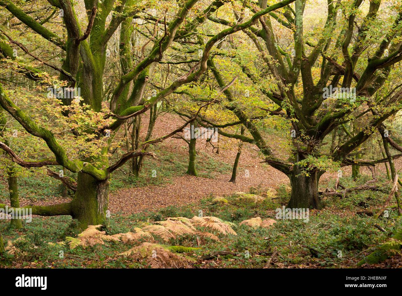 Herbstfarbe in einem Laubwald am Woodlands Hill in der Quantock Hills National Landscape, Somerset, England. Stockfoto