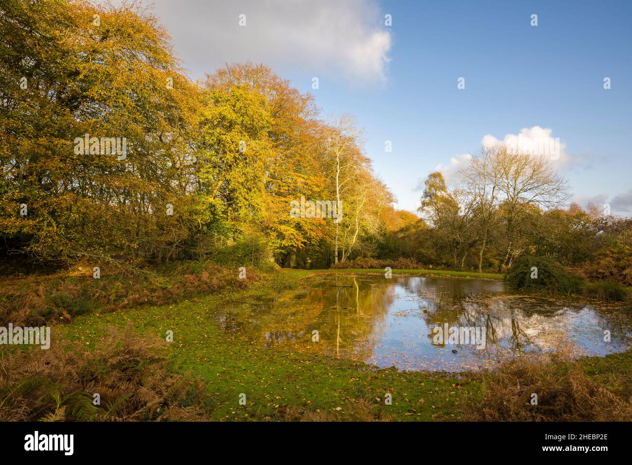 Der Teich auf Woodlands Hill in der Quantock Hills Area of Outstanding Natural Beauty im Herbst, Somerset, England. Stockfoto