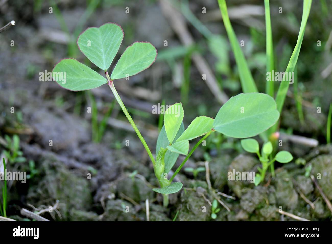 Nahaufnahme der reifen grünen griechischen Pflanze mit kleinen Blättern, die in der Farm über unscharf grün braunen Hintergrund wachsen. Stockfoto