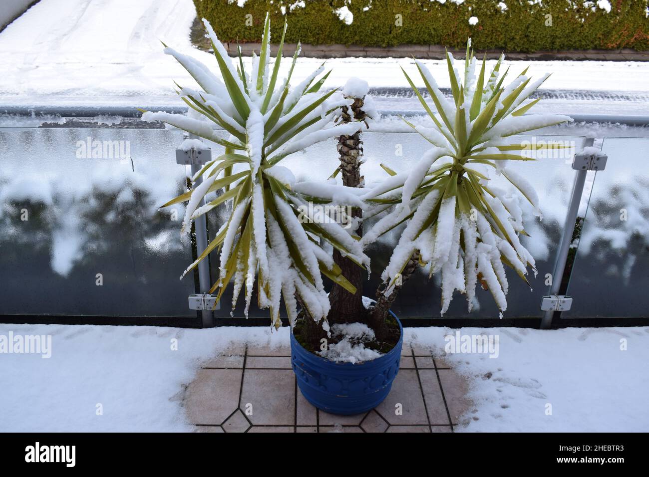 Yucca-Palme im Schnee Stockfoto