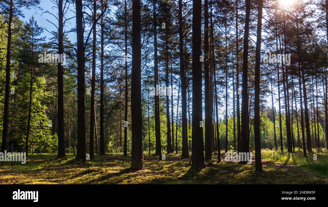 Ein verträumter Kiefernwald am Morgen in der warmen Sonne Stockfoto