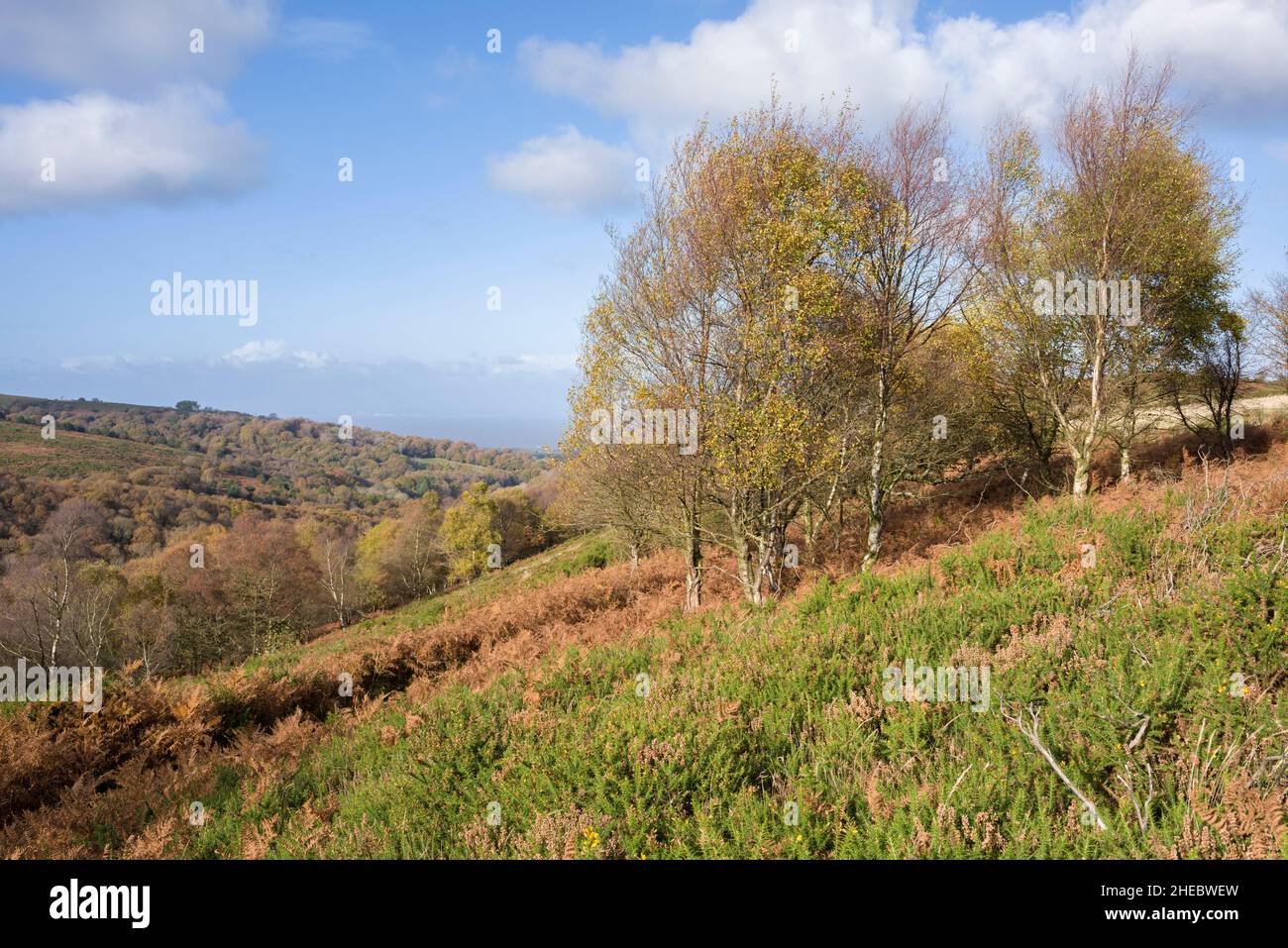 Birkenbäume im Herbst auf dem Hügel über Holford Combe in der Quantock Hills National Landscape, Somerset, England. Stockfoto