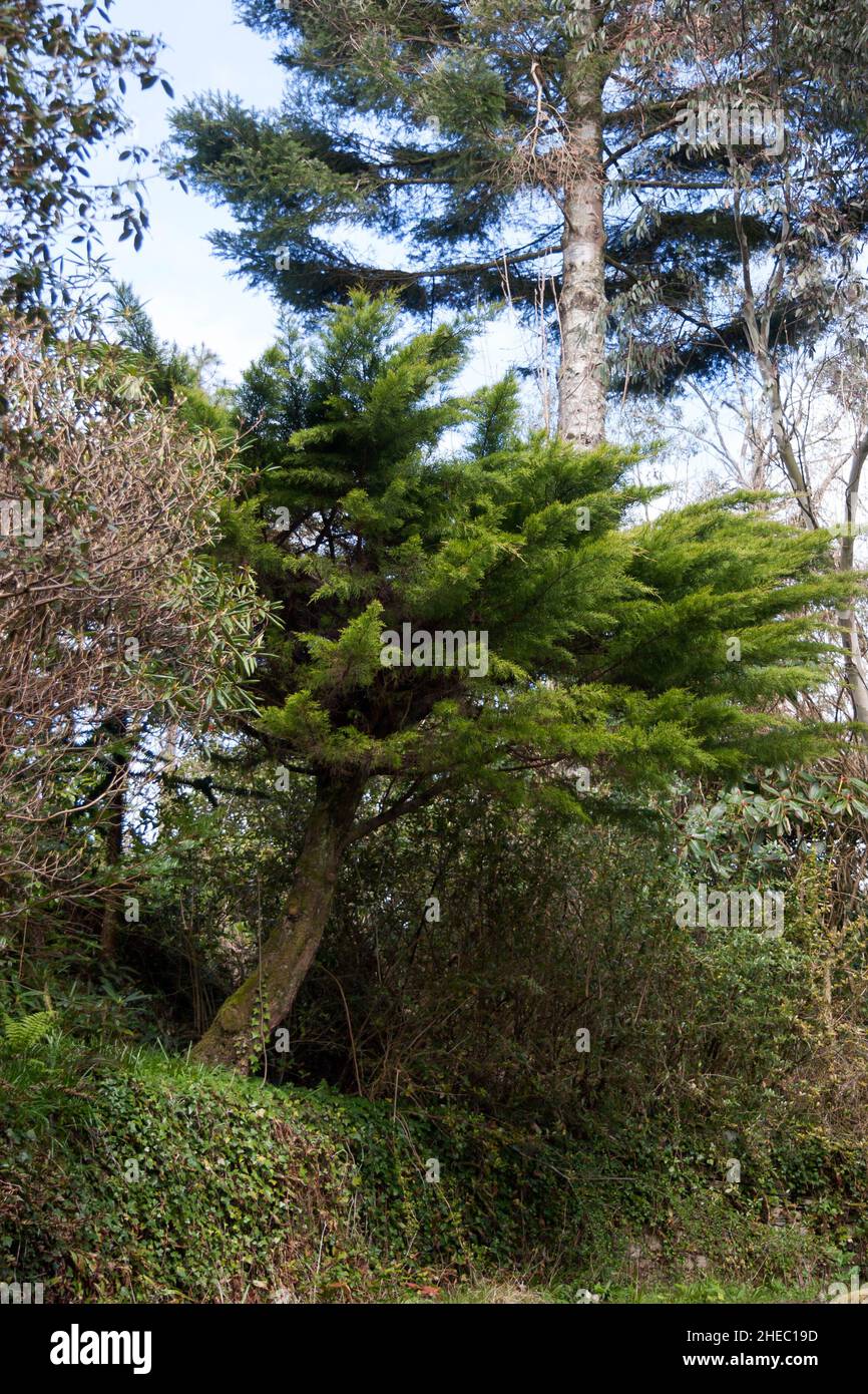 Cupressus macrocarpa - horizontalis Aurea in Linn Gardens, Cove, Schottland Stockfoto