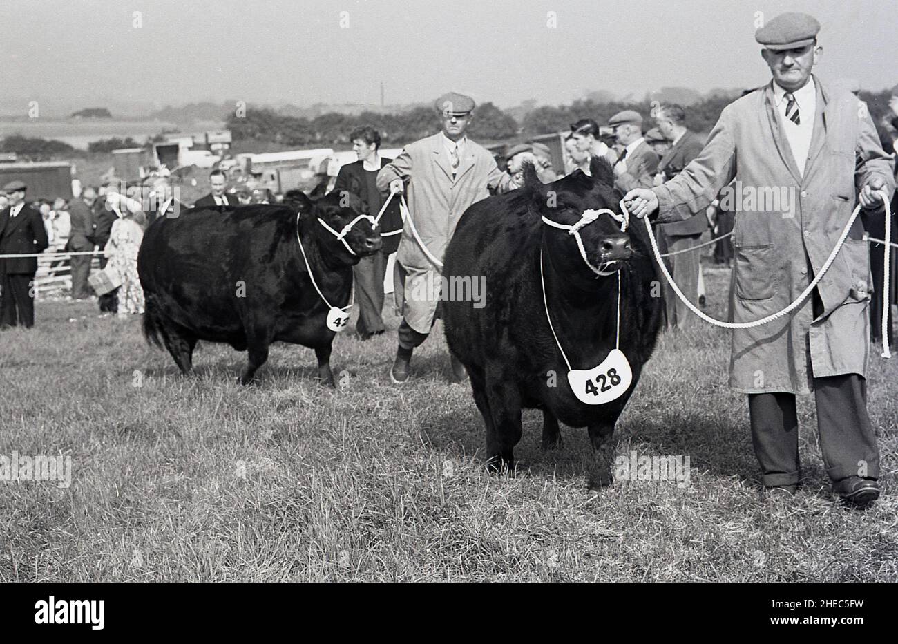 1950s, historisch, Bauern führen Bullen in der Gegend auf einer County Show, England, Großbritannien. Stockfoto