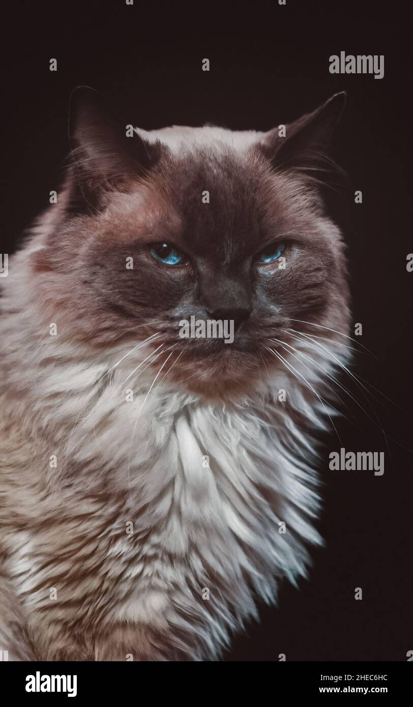 Ragdoll Katze mit schwarzem Hintergrund Stockfoto
