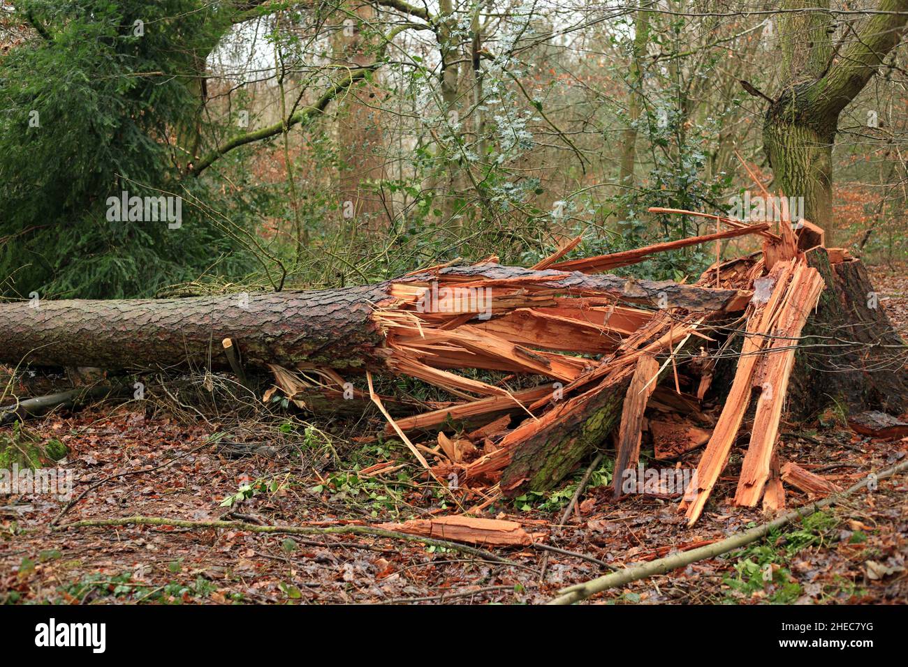 Wind beschädigt Baum in Shropshire, England, Großbritannien. Stockfoto