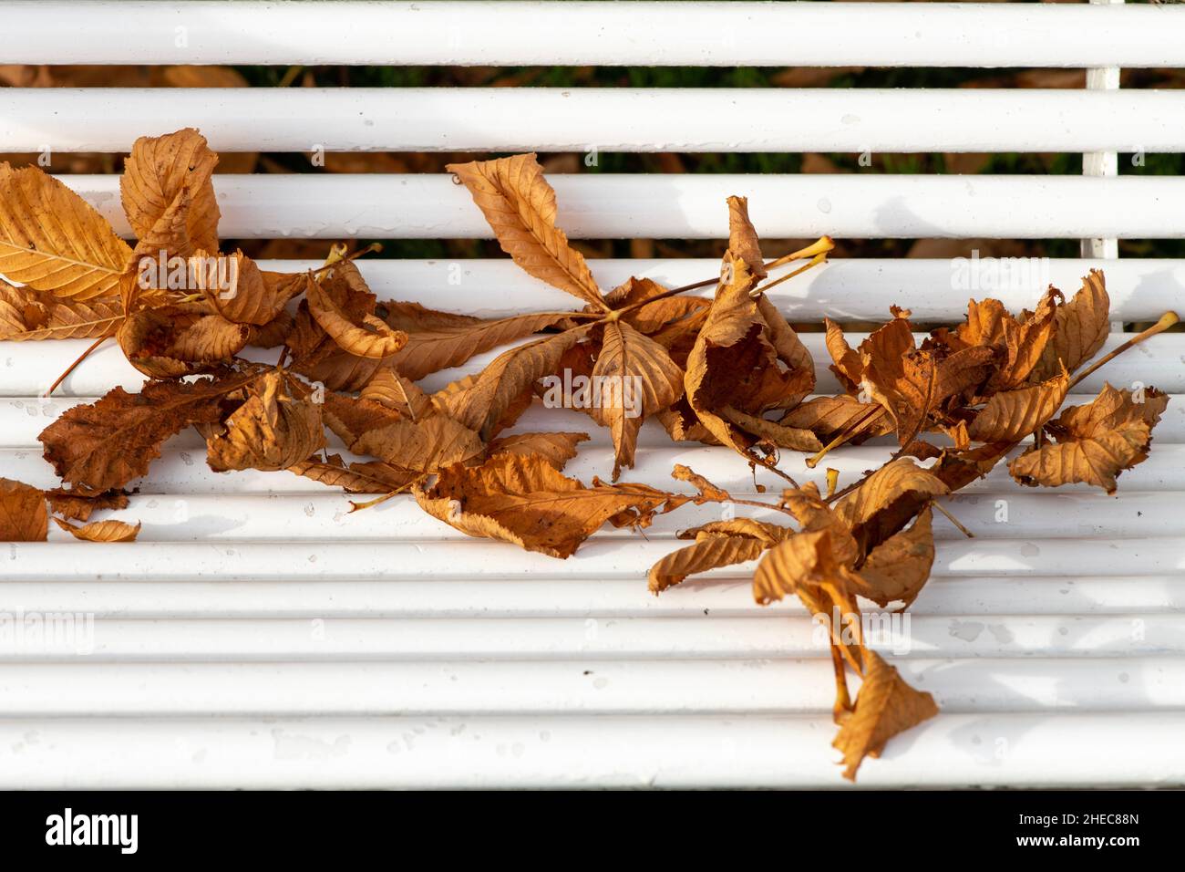 Fallende Blätter, milder Herbst. Herbst in der Stadt Park in gelben Blättern. Gelbe Kastanienblätter auf der Gartenbank, traurige Stimmung des vergangenen Sommers Stockfoto