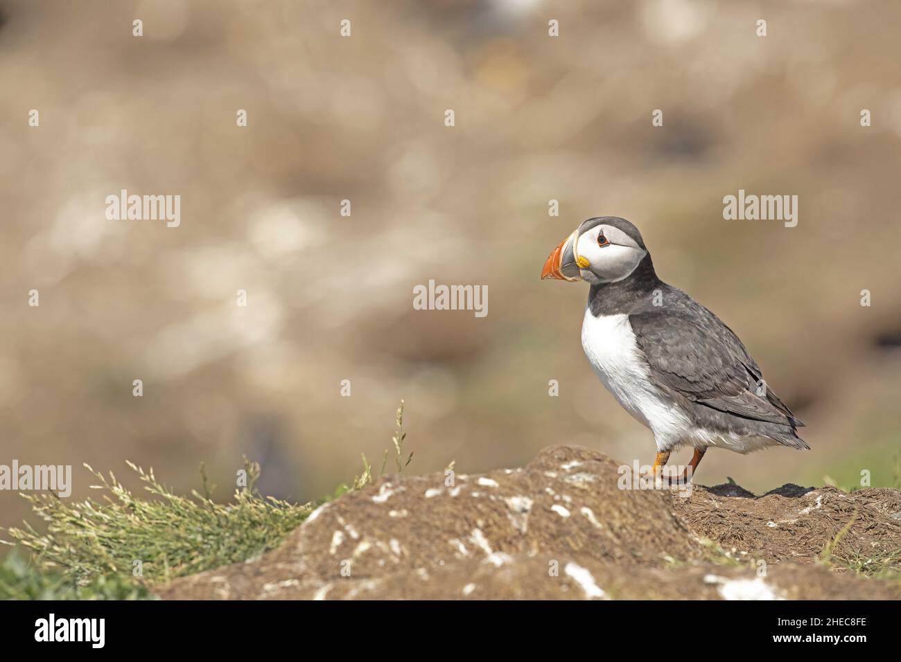 Papageitaucher Fratercula arctica Stockfoto