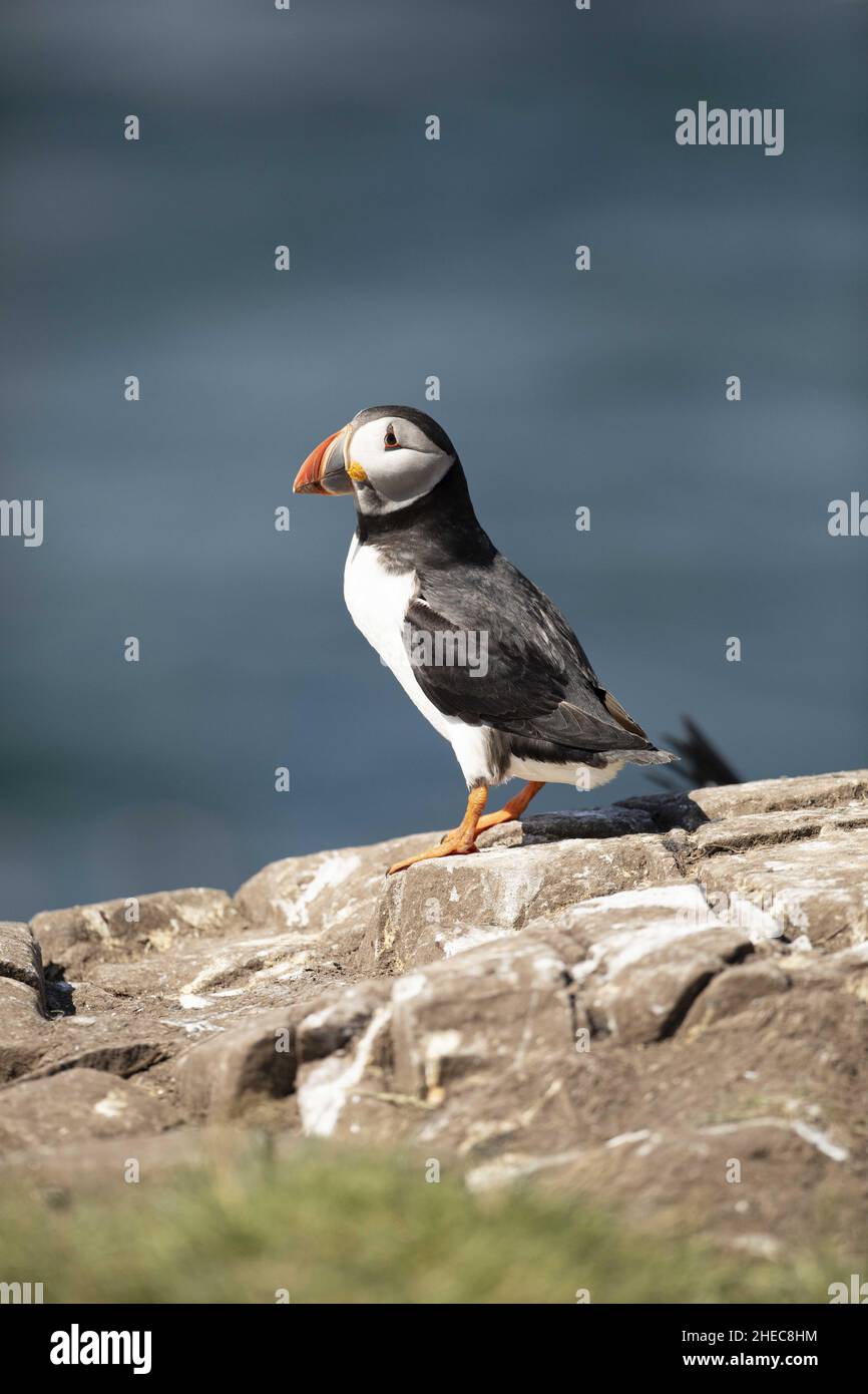 Papageitaucher Fratercula arctica Stockfoto