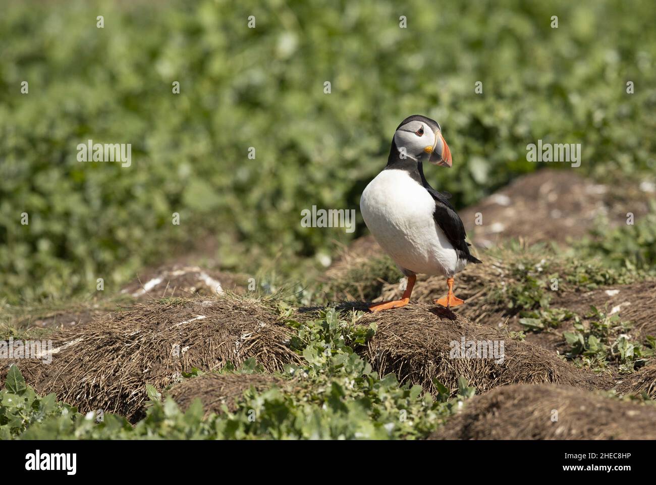 Papageitaucher Fratercula arctica Stockfoto