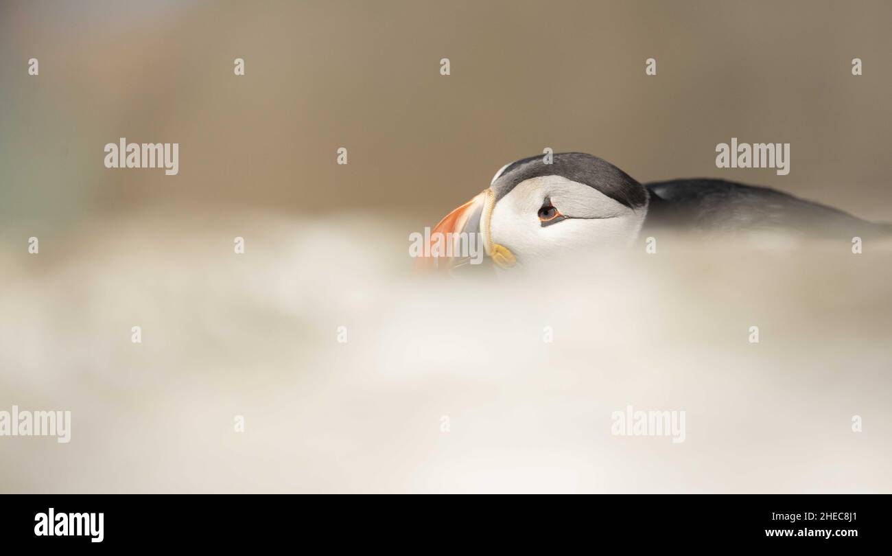 Papageitaucher Fratercula arctica Stockfoto