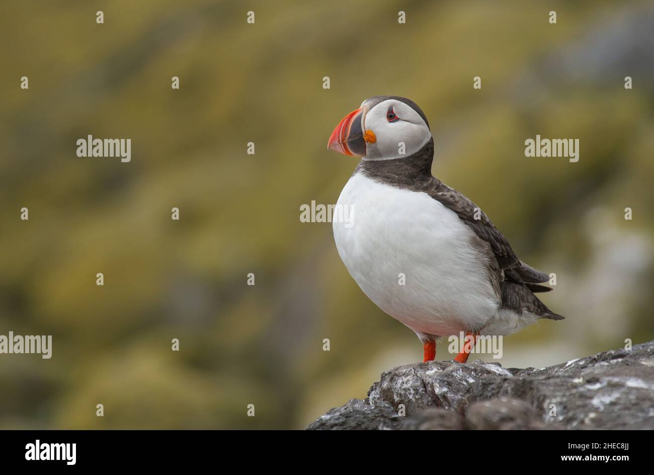 Papageitaucher Fratercula arctica Stockfoto