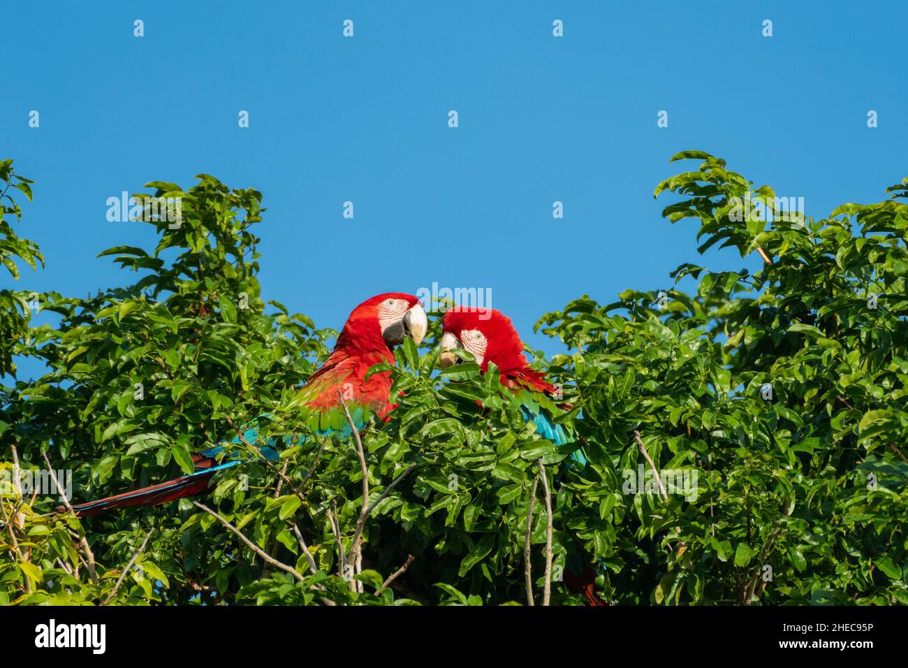 Zwei rote und grüne Aras, Ara chloropterus, kuscheln und pflügen oben auf einem Baum. Stockfoto
