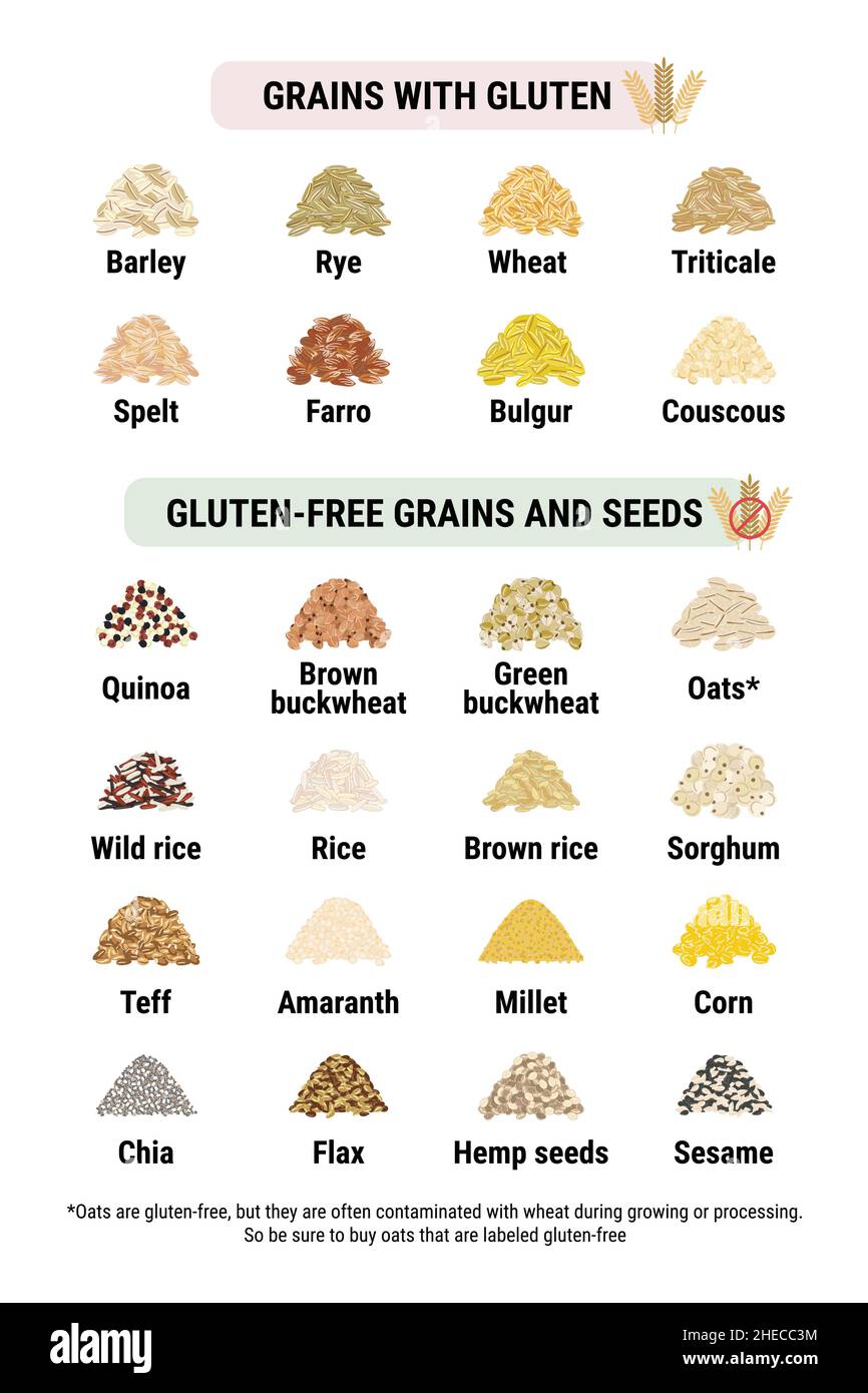 Infografik zu glutenfreien und glutenhaltigen Körnern. Gesunde und ungesunde Körner und Samen durch Zöliakie. Vertikales Format. Weizen, Gerste, Roggen und Stock Vektor