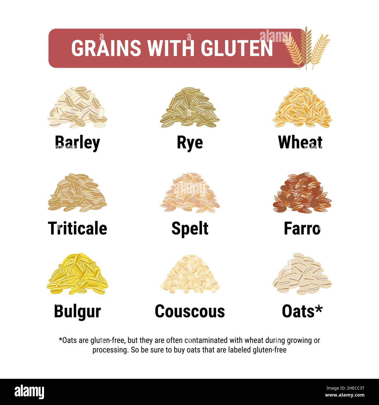 Infografik zu glutenfreien und glutenhaltigen Körnern. Gesunde und ungesunde Körner und Samen durch Zöliakie. Quadratisches Format. Weizen, Gerste, Roggen und Stock Vektor