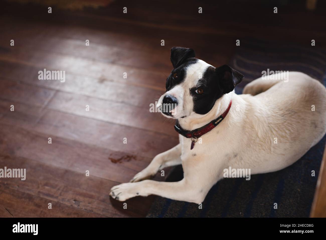 Hochwinkelporträt eines weißen Hundes, der zu Hause auf dem Hartholzboden sitzt Stockfoto