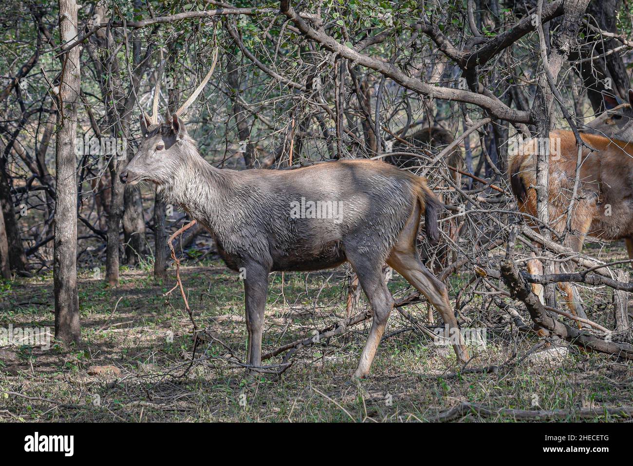 Indischer sambarhirsch -Fotos und -Bildmaterial in hoher Auflösung – Alamy