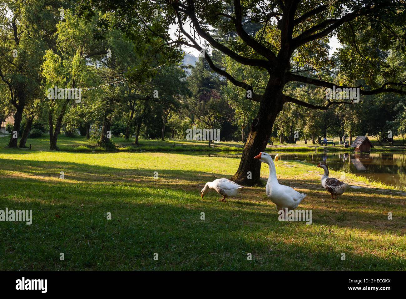 Gans auf dem Teich im Park. Landschaft mit weißen Vögeln in der Nähe des Baumes auf dem grasbewachsenen Ufer. Schöne Außenhintergrund. Grüne Natur im Sommer Stockfoto