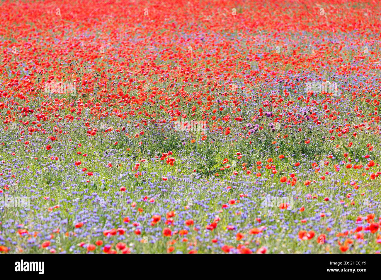 Frankreich, Aveyron, La Couvertoirade, Mohnblumen und Kornblumen auf dem Larzac-Hochplateau Stockfoto