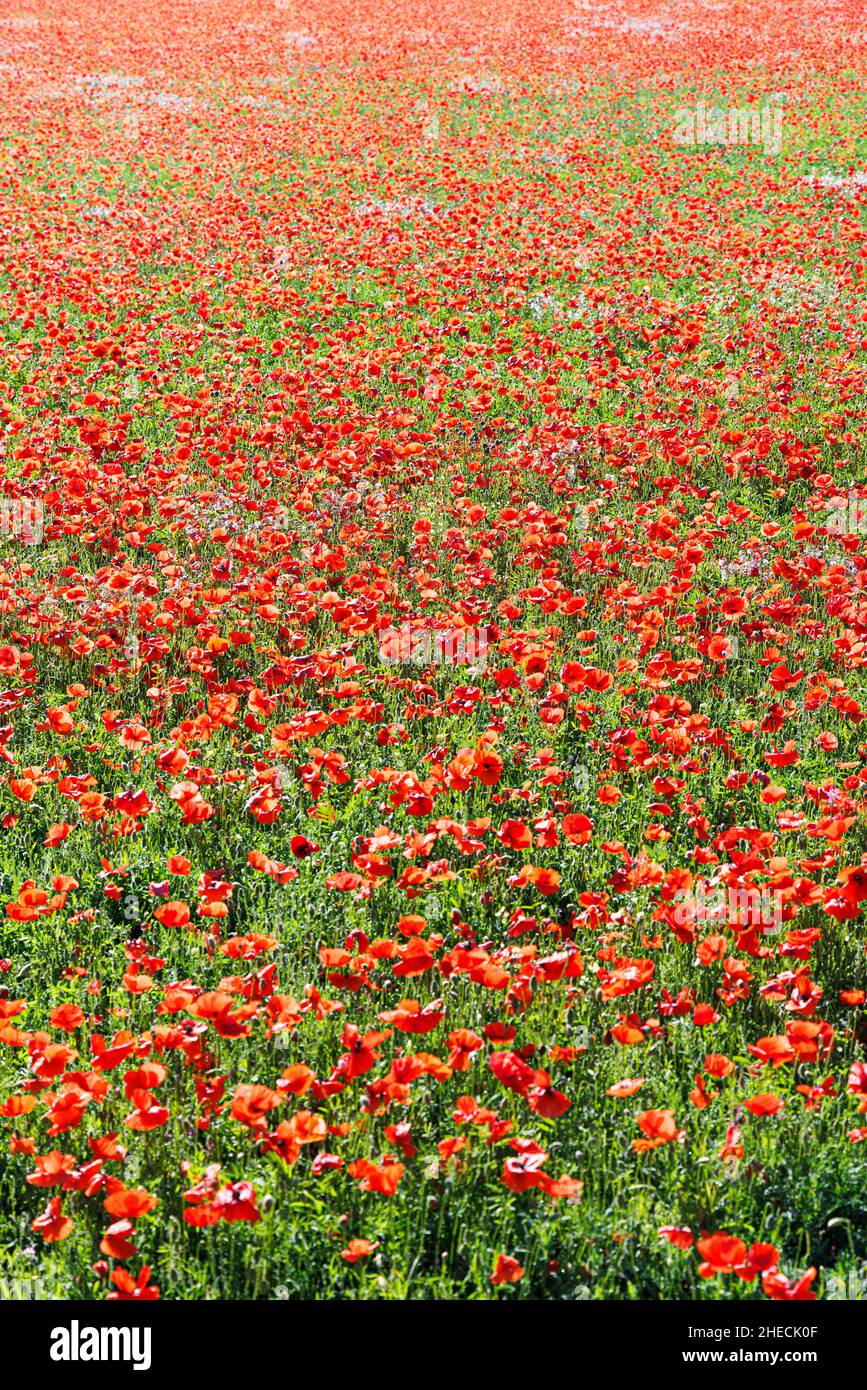 Frankreich, Aveyron, Viala du Pas de Jaux, Mohnblumen Stockfoto