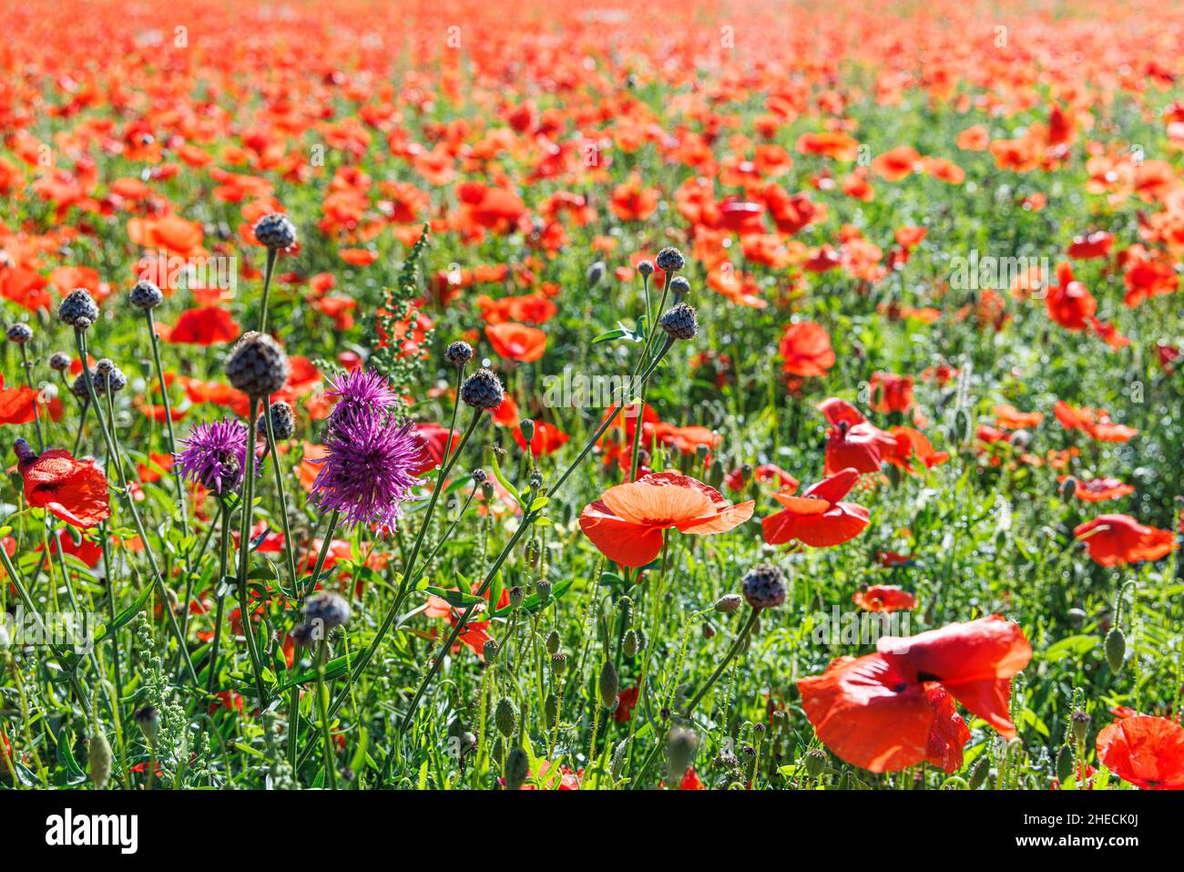 Frankreich, Aveyron, Viala du Pas de Jaux, Mohnblumen Stockfoto