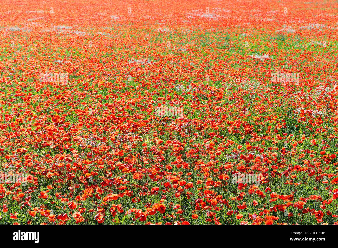 Frankreich, Aveyron, Viala du Pas de Jaux, Mohnblumen Stockfoto