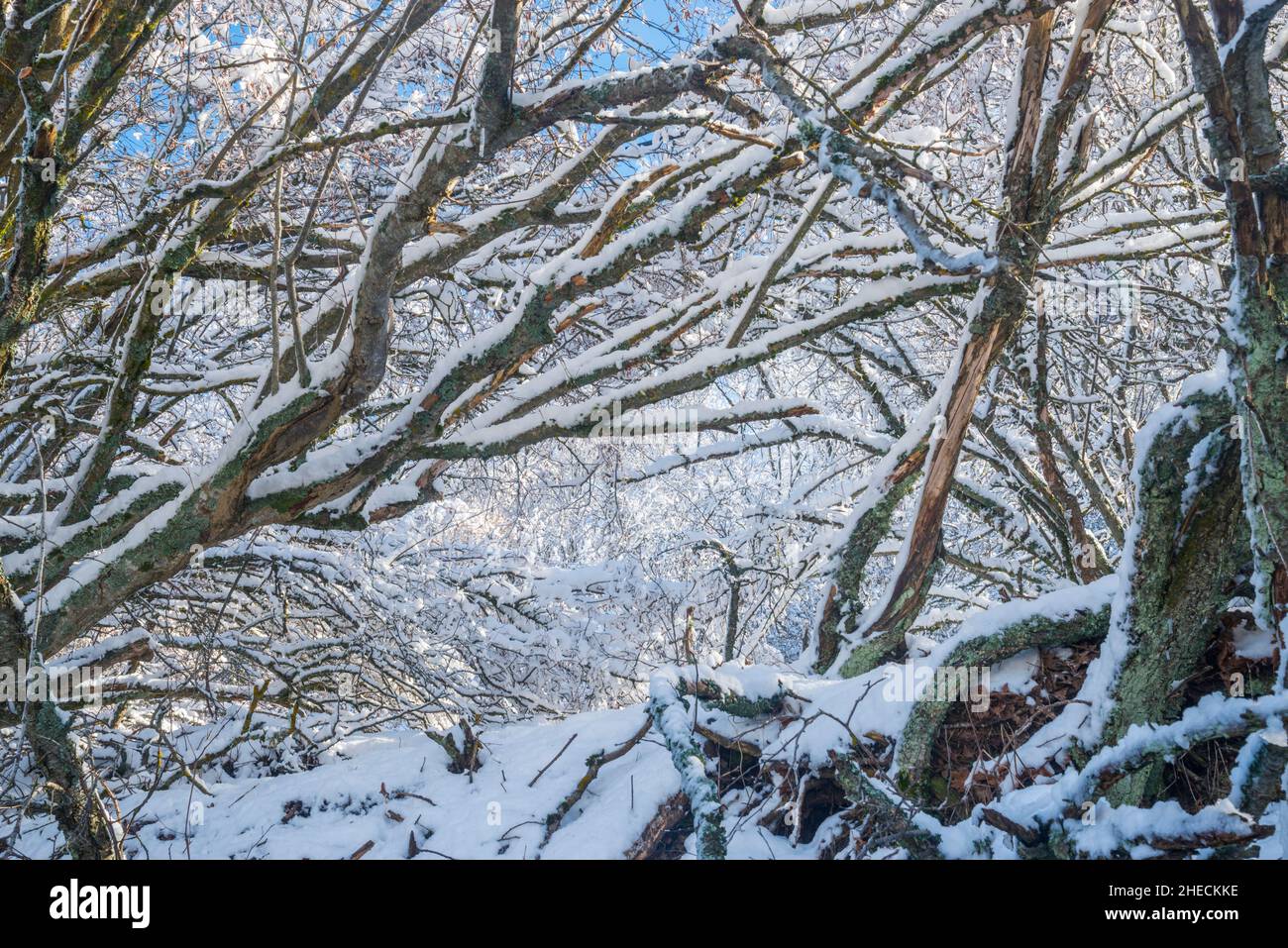 Schneebedeckte Bäume. Stockfoto