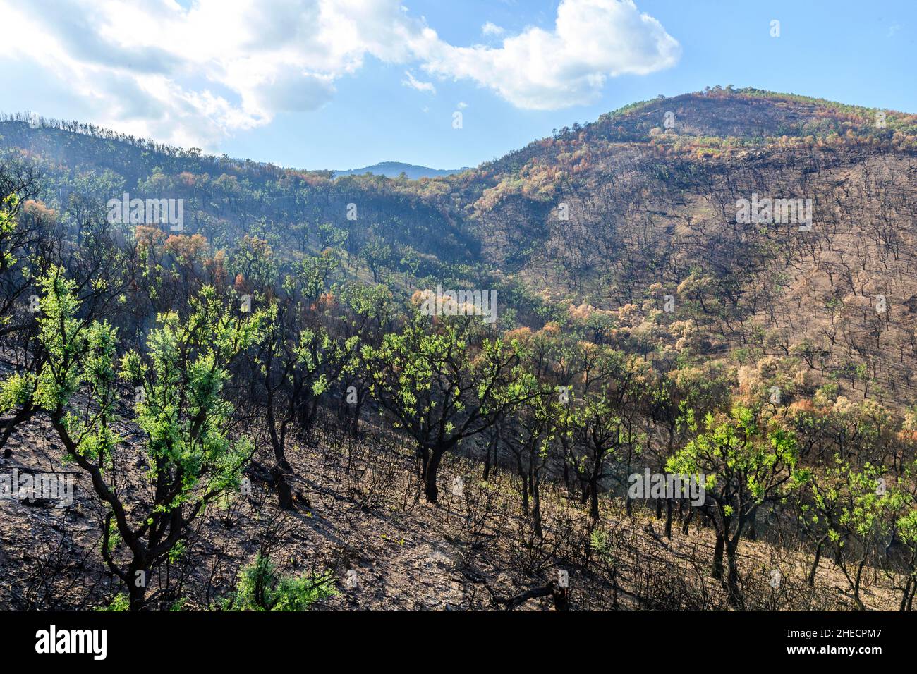 Frankreich, Var, Massif des Maures, La Mole, das Massif des Maures nach dem Sommerbrand von 2021, Nachwachsen von Korkeichen (Quercus suber) // Frankreich, Var (83 Stockfoto