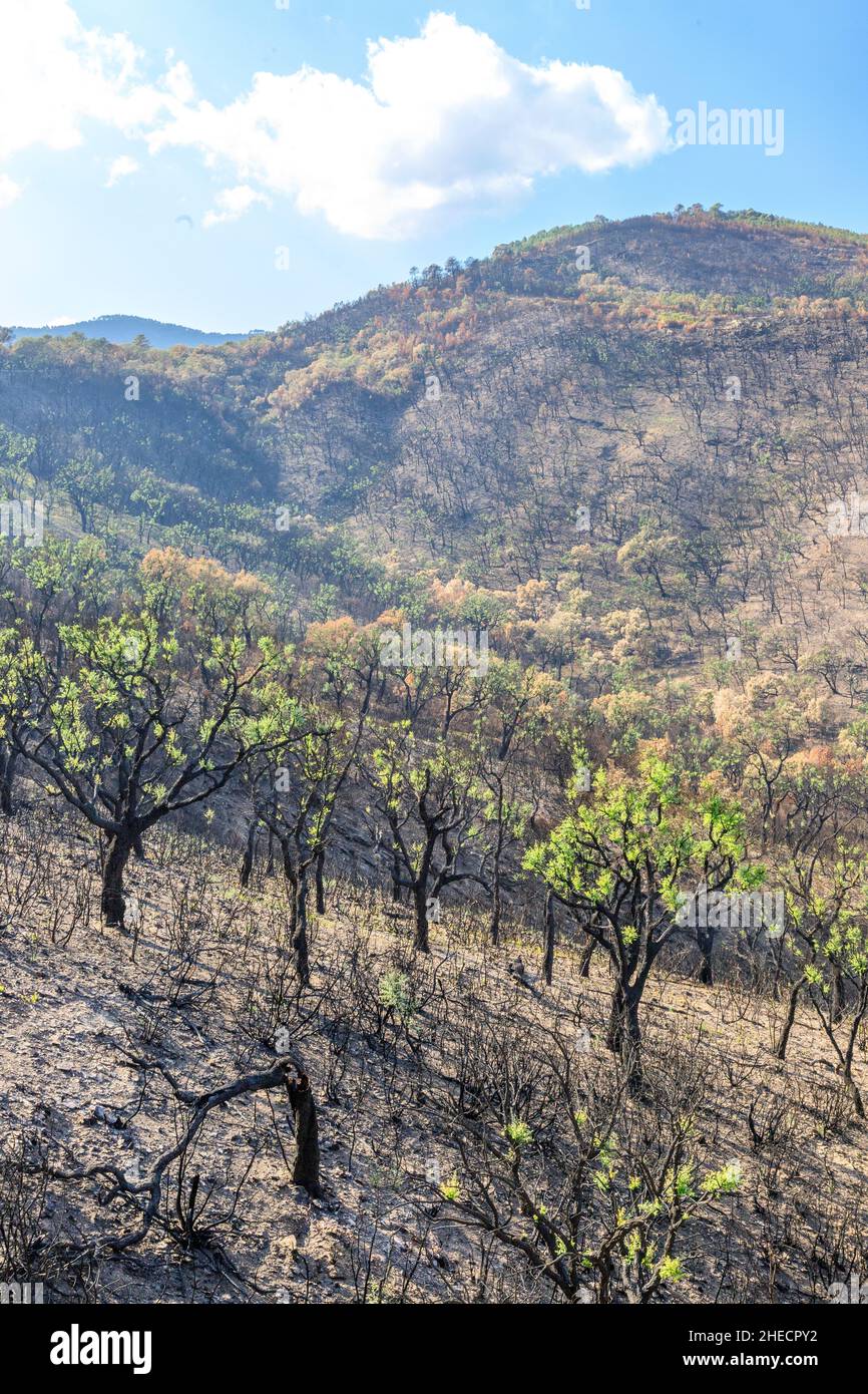 Frankreich, Var, Massif des Maures, La Mole, das Massif des Maures nach dem Sommerbrand von 2021, Nachwachsen von Korkeichen (Quercus suber) // Frankreich, Var (83 Stockfoto