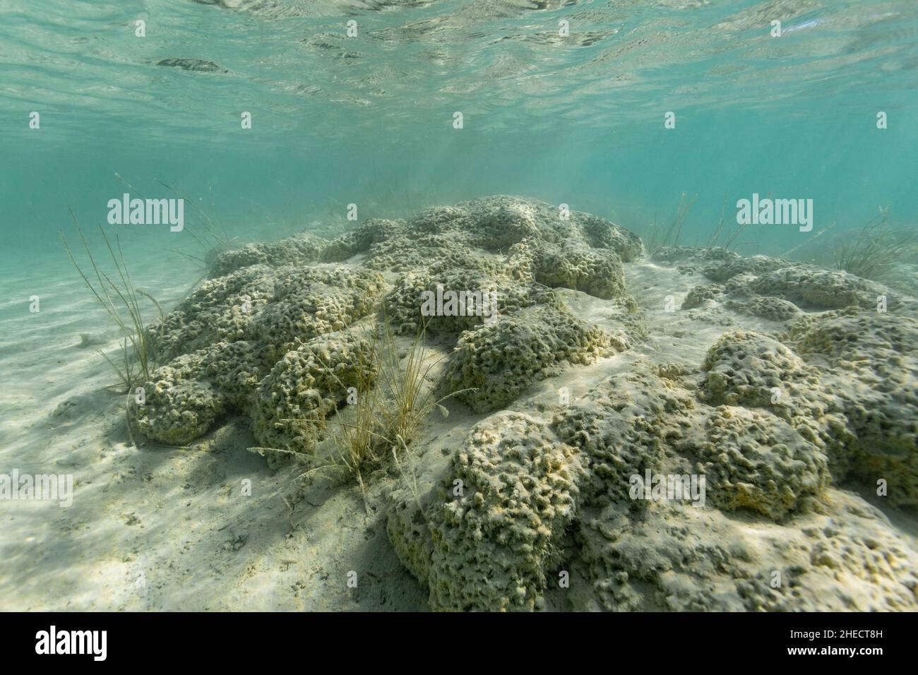 Mexiko, Quintana Roo, Bacalar, Stromatolithen sind echte lebende Fossilien, die durch Cyanobakterien gebildet werden, sie sind die ältesten Lebensformen auf unserem Planeten, die Bacalar-Lagune ist die größte Kolonie von Süßwasser-Stromatolithen der Welt Stockfoto