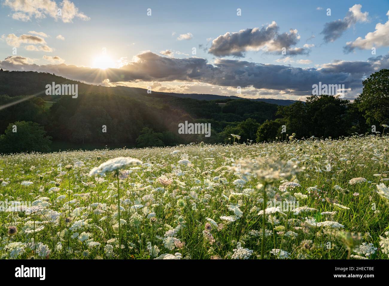 Frankreich, Puy de Dome, Saint Angel, wilde Karotten (Daucus carota) auf einer Wiese in Combrailles Stockfoto