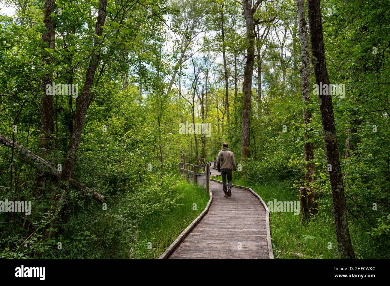 Naturschutzgebiet Frankreich, Ain, Ceyzerieu, Marais du Lavours in Richtung des Weilers Aignoz bieten die hölzernen Pontons eine Route inmitten des Sumpfes, die für Menschen mit Behinderungen zugänglich ist. Stockfoto