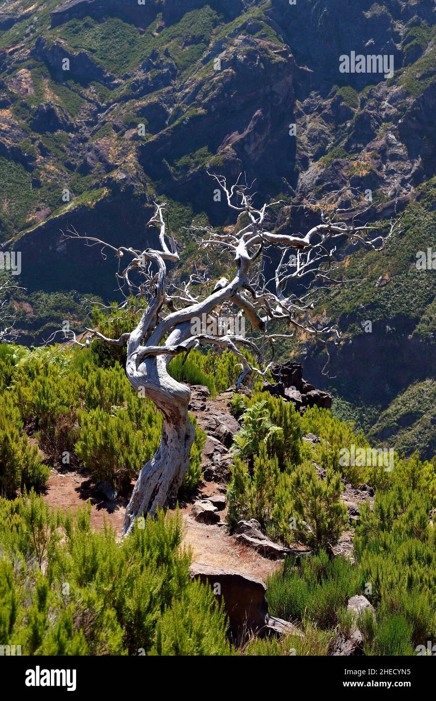 Portugal, Madeira Island, Vereda do Areeiro Wanderung zwischen Pico Ruivo (1862m) und Pico Arieiro (1817m), Baumheide im Jahr 2010 verbrannt Stockfoto