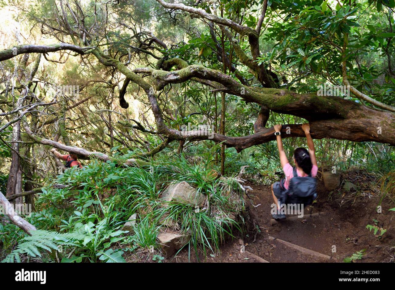 Portugal, Insel Madeira, Wandern Sie am Levada do Alecrim im Wald von Raba?al, dem Laurissilva-Wald, der zum UNESCO-Weltkulturerbe erklärt wurde, dem einzigen Überbleibsel des Primärwaldes, der Südeuropa vor Millionen von Jahren bedeckte Stockfoto