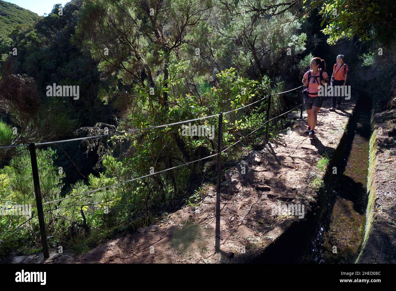 Portugal, Insel Madeira, Wandern Sie am Levada do Alecrim im Wald von Raba?al, der Laurisilva, dem einzigen Überbleibsel des Primärwaldes, der Südeuropa vor Millionen von Jahren bedeckte Stockfoto