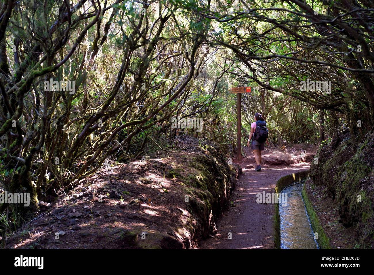 Portugal, Insel Madeira, Wanderung im Wald von Raba?al an der Levada do Alecrim, einem der unzähligen Bewässerungskanäle, die das Wasser aus dem Hochland zu den kultivierten Terrassen im Süden führen, Baumheide Stockfoto