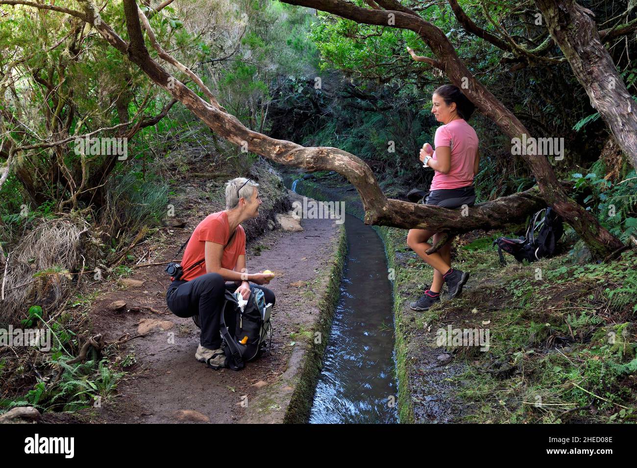 Portugal, Insel Madeira, Wanderung im Wald von Raba?al an der Levada do Alecrim, einem der unzähligen Bewässerungskanäle, die das Wasser aus dem Hochland zu den kultivierten Terrassen im Süden führen, Picknick-Pause Stockfoto