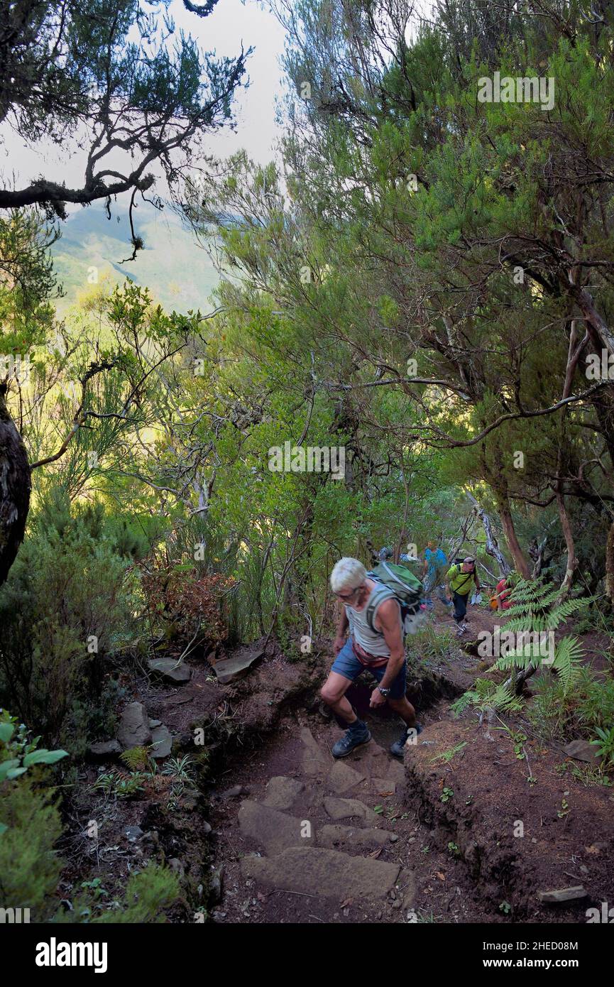 Portugal, Insel Madeira, Wandern Sie am Levada do Alecrim im Wald von Raba?al, dem Laurissilva-Wald, der zum UNESCO-Weltkulturerbe erklärt wurde, dem einzigen Überbleibsel des Primärwaldes, der Südeuropa vor Millionen von Jahren bedeckte Stockfoto