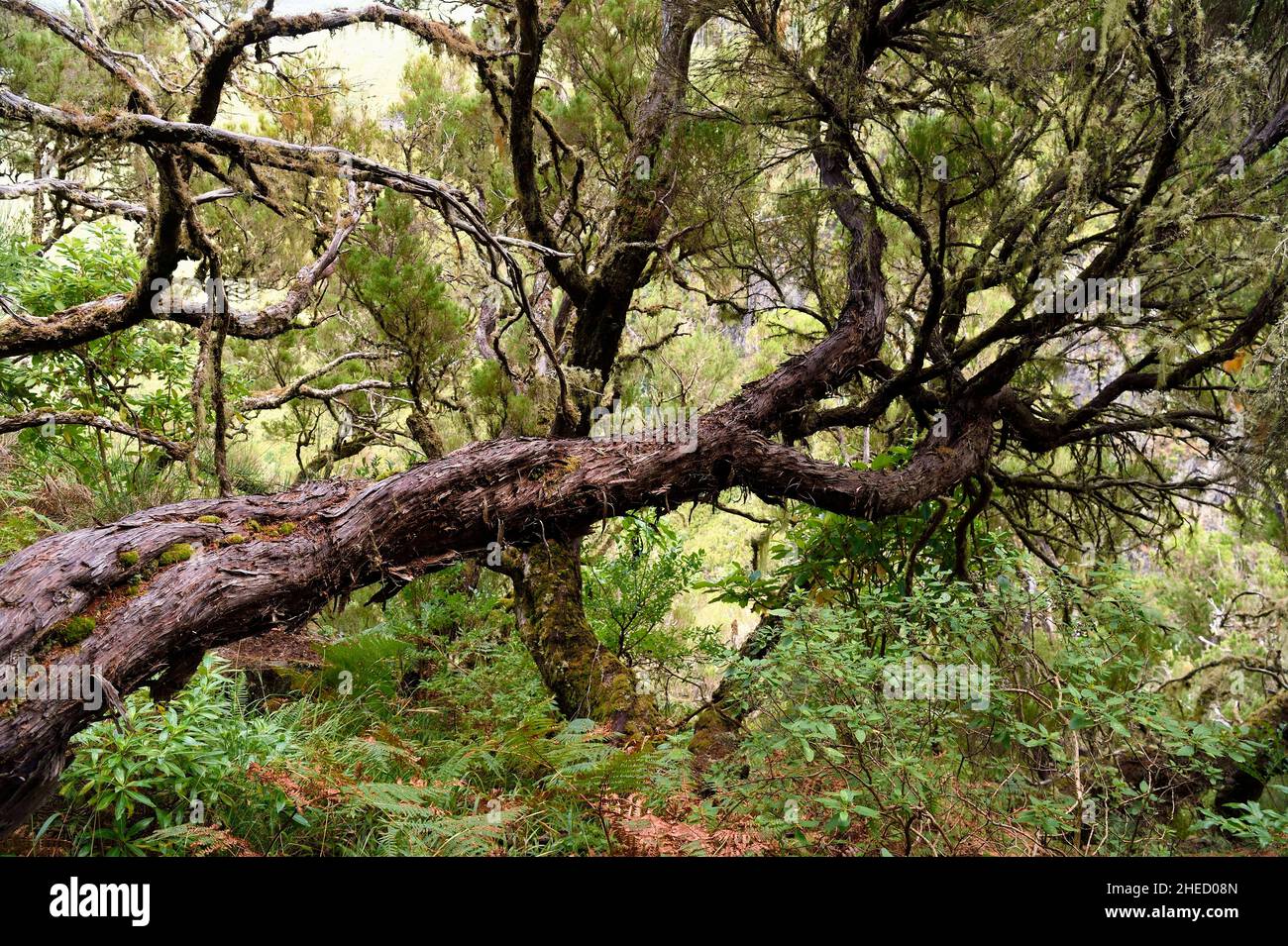 Portugal, Insel Madeira, Wandern Sie am Levada do Alecrim im Wald von Raba?al, dem Laurissilva-Wald, der zum UNESCO-Weltkulturerbe gehört, dem einzigen Überbleibsel des Primärwaldes, der Südeuropa vor Millionen von Jahren bedeckte, Baumheide Stockfoto