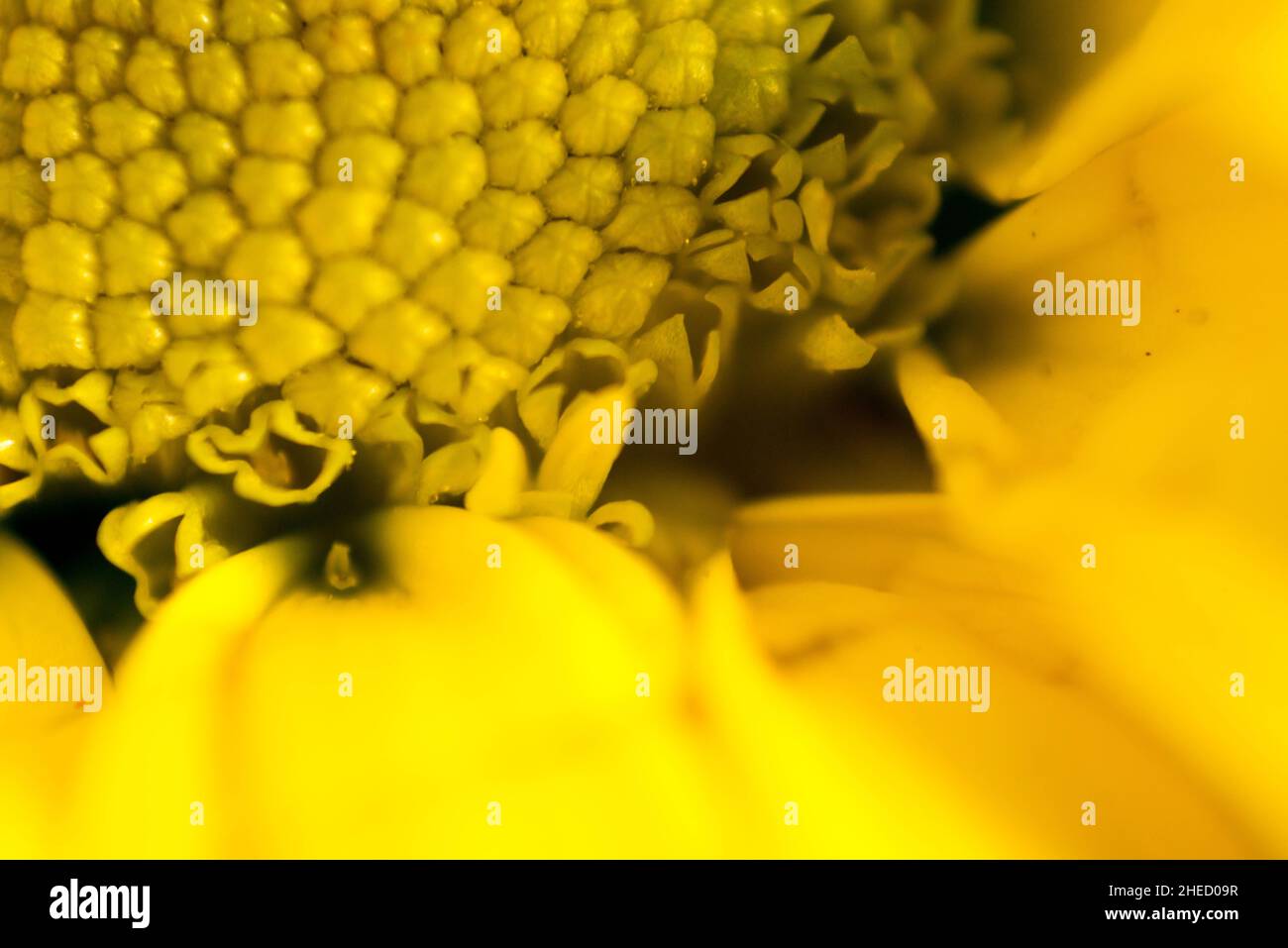 Gelbes Chrysantheme-Makro Stockfoto