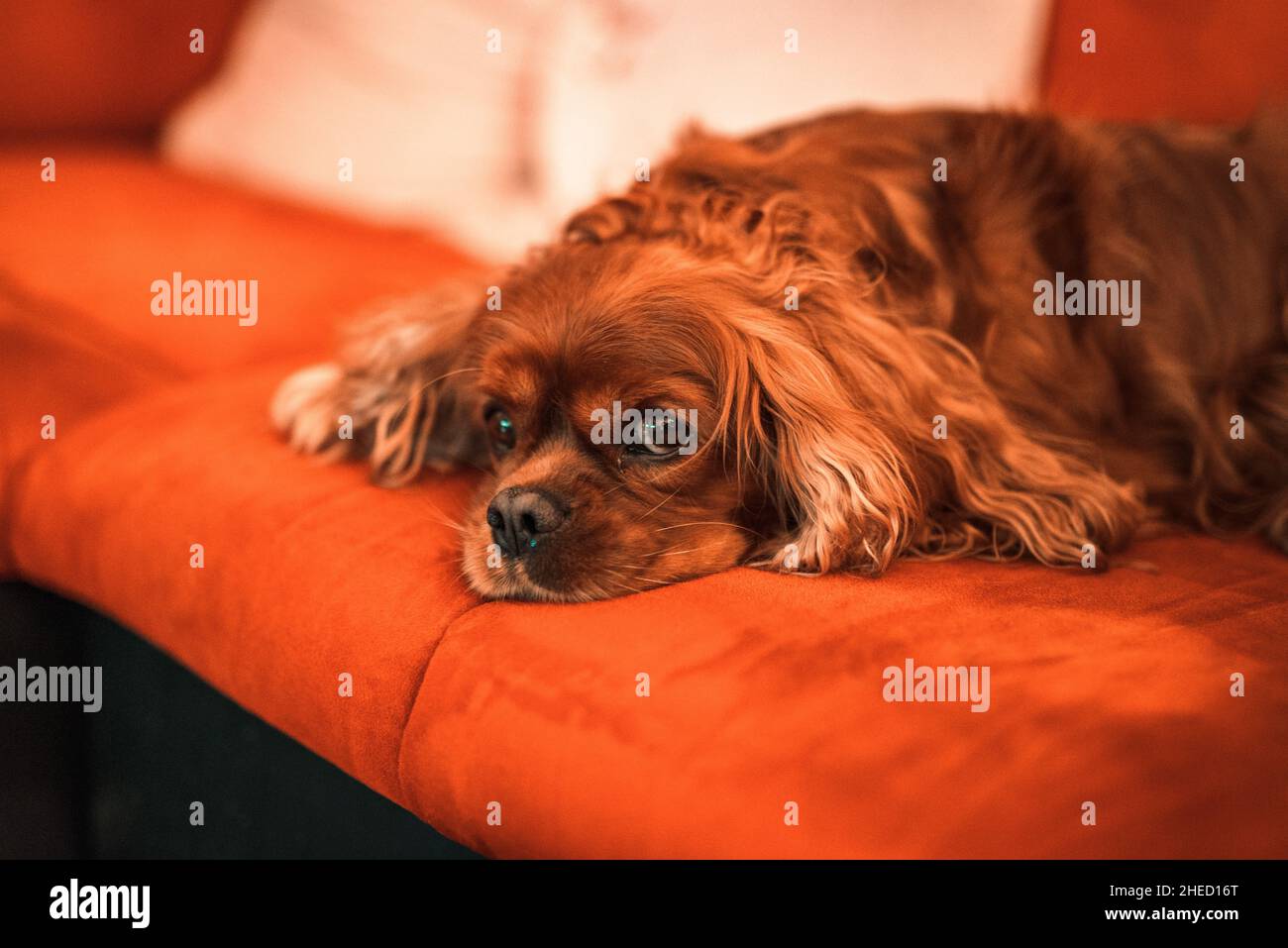 Brauner Hund der Hunderasse Cavalier King Charles Spaniel, Hannover, Niedersachsen, Deutschland Stockfoto